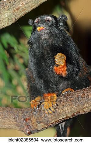 Picture - "Red-handed Tamarin or Midas Tamarin (Saguinus midas), native to South America, in captivity, Germany, Europe". Fotosearch