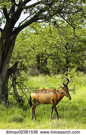 "Red Hartebeest (Alcelaphus buselaphus caama), Etosha National Park, Namibia, Africa" View Large Photo Image Stock Photo - "Red Hartebeest (Alcelaphus buselaphus caama), Etosha National Park, Namibia, Africa". Fotosearch