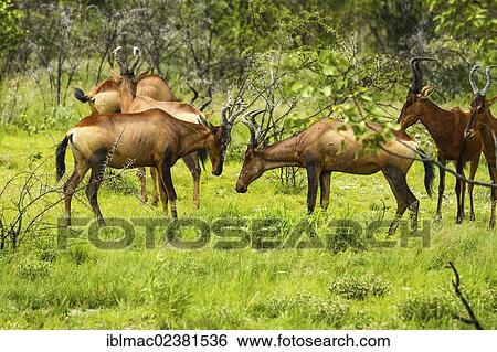 "Red Hartebeest (Alcelaphus buselaphus caama), Etosha National Park, Namibia, Africa" View Large Photo Image Stock Photograph - "Red Hartebeest (Alcelaphus buselaphus caama), Etosha National Park, Namibia, Africa". Fotosearch