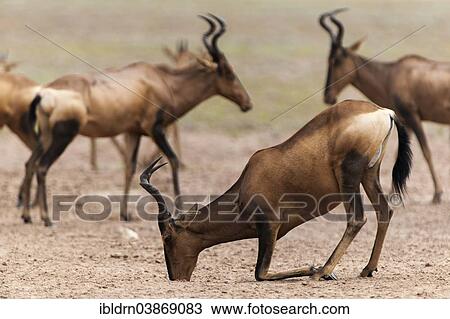 "Red Hartebeest (Alcelaphus caama) at a natural salt-lick, Kgalagadi Transfrontier Park, Northern Cape, South Africa, Africa" View Large Photo Image Stock Image - "Red Hartebeest (Alcelaphus caama) at a natural salt-lick, Kgalagadi Transfrontier Park, Northern Cape, South Africa, Africa". Fotosearch