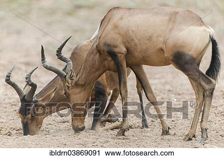 "Red Hartebeests (Alcelaphus caama) at a natural salt-lick, Kgalagadi Transfrontier Park, Northern Cape, South Africa, Africa" View Large Photo Image Stock Image - "Red Hartebeests (Alcelaphus caama) at a natural salt-lick, Kgalagadi Transfrontier Park, Northern Cape, South Africa, Africa". Fotosearch