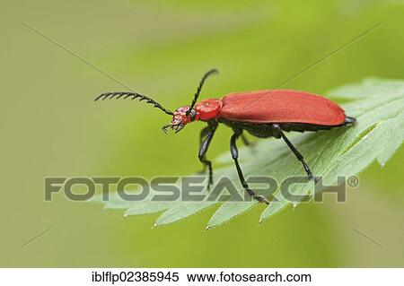 "Red-headed Cardinal Beetle (Pyrochroa serraticornis), adult, standing on leaf, Leicestershire, England, United Kingdom, Europe" View Large Photo Image Stock Photography - "Red-headed Cardinal Beetle (Pyrochroa serraticornis), adult, standing on leaf, Leicestershire, England, United Kingdom, Europe". Fotosearch