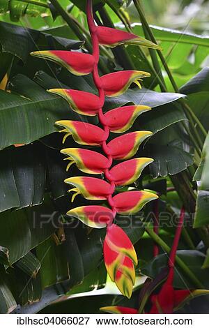 "Red Heliconie (Heliconia pendula), flower, tropical plant, Reunion, Africa" View Large Photo Image Stock Photo - "Red Heliconie (Heliconia pendula), flower, tropical plant, Reunion, Africa". Fotosearch