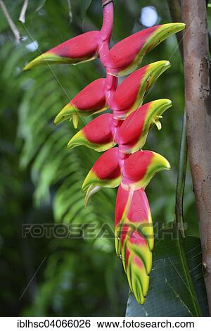 "Red Heliconie (Heliconia pendula), flower, tropical plant, Reunion, Africa" View Large Photo Image Stock Photograph - "Red Heliconie (Heliconia pendula), flower, tropical plant, Reunion, Africa". Fotosearch