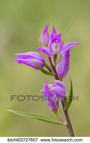 "Red Helleborine (Cephalanthera rubra), Provence, Region Provence-Alpes-Cote d’Azur, France, Europe" View Large Photo Image Stock Photo - "Red Helleborine (Cephalanthera rubra), Provence, Region Provence-Alpes-Cote d’Azur, France, Europe". Fotosearch