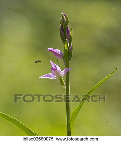 Stock Photography - "Red Helleborine (Cephalanthera rubra), flowering, with a Bee (Apoidea) flying towards a flower, Jena, Thuringia, Germany, Europe". Fotosearch
