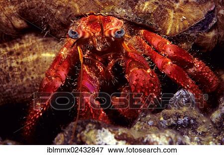 Stock Photo - "Red Hermit Crab (Dardanus arrosor) with a parasitic anemone, Mediterranean". Fotosearch