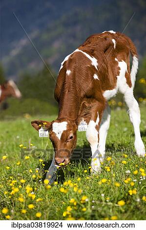 Picture - "Red Holstein Cattle, calf grazing on a flower meadow, North Tyrol, Austria, Europe". Fotosearch