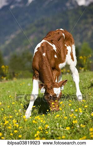 Stock Image - "Red Holstein Cattle, calf grazing on a flower meadow, North Tyrol, Austria, Europe". Fotosearch