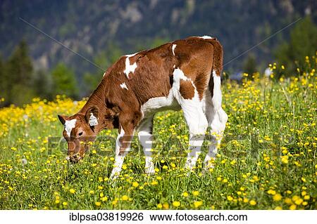 "Red Holstein Cattle, calf grazing on a flower meadow, North Tyrol, Austria, Europe" View Large Photo Image Stock Photograph - "Red Holstein Cattle, calf grazing on a flower meadow, North Tyrol, Austria, Europe". Fotosearch