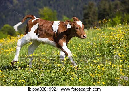 "Red Holstein Cattle, calf running across a flower meadow, North Tyrol, Austria, Europe" View Large Photo Image Stock Photo - "Red Holstein Cattle, calf running across a flower meadow, North Tyrol, Austria, Europe". Fotosearch