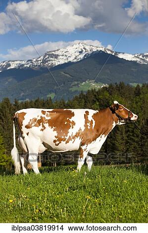 "Red Holstein Cattle, dairy cattle wearing a halter on a meadow, North Tyrol, Austria, Europe" View Large Photo Image Picture - "Red Holstein Cattle, dairy cattle wearing a halter on a meadow, North Tyrol, Austria, Europe". Fotosearch