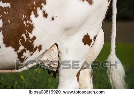 "Red Holstein Cattle, dairy cattle, udder, Austria, Europe" View Large Photo Image Stock Image - "Red Holstein Cattle, dairy cattle, udder, Austria, Europe". Fotosearch