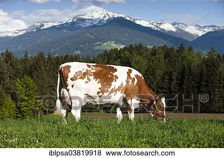 "Red Holstein Cattle, dairy cattle wearing a halter and grazing on a meadow, North Tyrol, Austria, Europe" View Large Photo Image Stock Photo - "Red Holstein Cattle, dairy cattle wearing a halter and grazing on a meadow, North Tyrol, Austria, Europe". Fotosearch