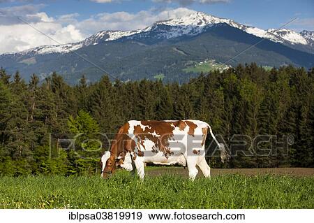 "Red Holstein Cattle, dairy cattle wearing a halter and grazing on a meadow, North Tyrol, Austria, Europe" View Large Photo Image Stock Photo - "Red Holstein Cattle, dairy cattle wearing a halter and grazing on a meadow, North Tyrol, Austria, Europe". Fotosearch