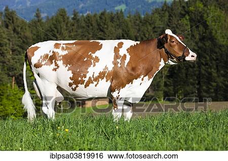 "Red Holstein Cattle, dairy cattle wearing a halter on a meadow, North Tyrol, Austria, Europe" View Large Photo Image Stock Photograph - "Red Holstein Cattle, dairy cattle wearing a halter on a meadow, North Tyrol, Austria, Europe". Fotosearch