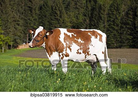 "Red Holstein Cattle, dairy cattle wearing a halter on a meadow, North Tyrol, Austria, Europe" View Large Photo Image Stock Photography - "Red Holstein Cattle, dairy cattle wearing a halter on a meadow, North Tyrol, Austria, Europe". Fotosearch