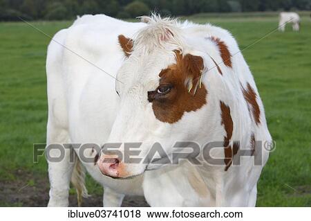 Stock Photo - Red Holstein dairy cow on the pasture. Fotosearch
