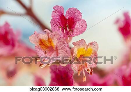 Stock Photo - "Red Horse-chestnut (Aesculus x carnea), blossoms, Hesse, Germany, Europe". Fotosearch
