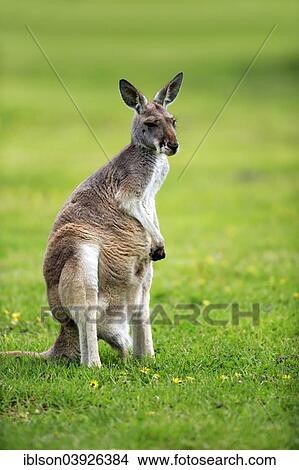 "Red Kangaroo (Macropus rufus), adult female, capive, South Australia" View Large Photo Image Picture - "Red Kangaroo (Macropus rufus), adult female, capive, South Australia". Fotosearch