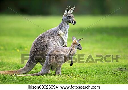 "Red Kangaroo (Macropus rufus), adult female and subadult, capive, South Australia" View Large Photo Image Picture - "Red Kangaroo (Macropus rufus), adult female and subadult, capive, South Australia". Fotosearch
