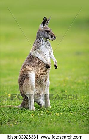 Stock Image - "Red Kangaroo (Macropus rufus), adult female, capive, South Australia". Fotosearch
