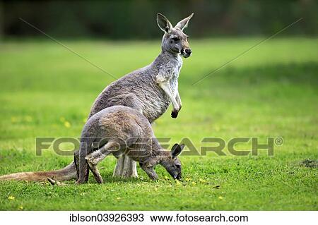 "Red Kangaroo (Macropus rufus), adult female and subadult, feeding, capive, South Australia" View Large Photo Image Stock Image - "Red Kangaroo (Macropus rufus), adult female and subadult, feeding, capive, South Australia". Fotosearch