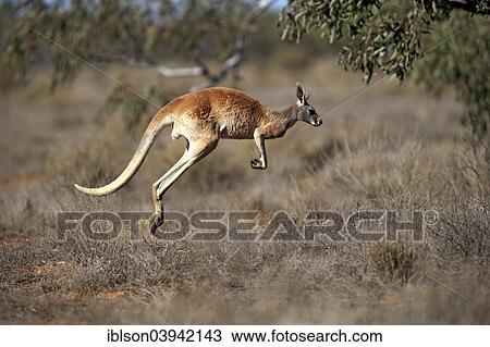 "Red Kangaroo (Macropus rufus), adult, jumping, Sturt National Park, New South Wales, Australia, Oceania" View Large Photo Image Stock Image - "Red Kangaroo (Macropus rufus), adult, jumping, Sturt National Park, New South Wales, Australia, Oceania". Fotosearch