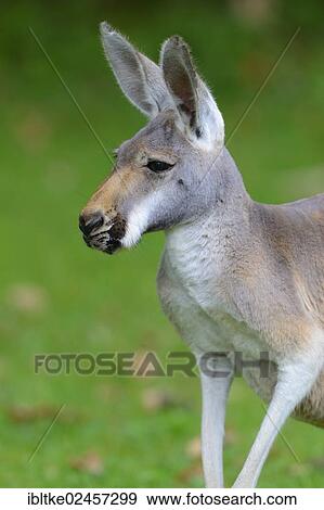 "Red Kangaroo (Macropus rufus), Baden-Wuerttemberg, Germany, Europe" View Large Photo Image Stock Photo - "Red Kangaroo (Macropus rufus), Baden-Wuerttemberg, Germany, Europe". Fotosearch