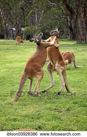 "Red Kangaroos (Macropus rufus), two adult males, fighting, capive, South Australia" View Large Photo Image Stock Photograph - "Red Kangaroos (Macropus rufus), two adult males, fighting, capive, South Australia". Fotosearch