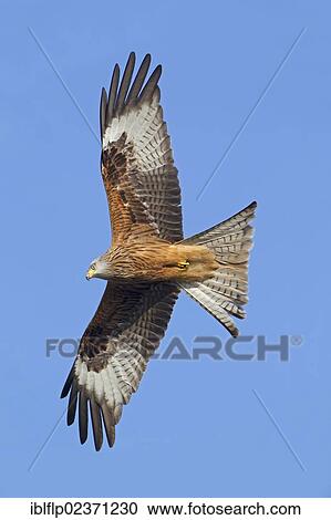 "Red Kite (Milvus milvus), adult, in flight, Gigrin Farm, Powys, Wales, United Kingdom, Europe" View Large Photo Image Stock Image - "Red Kite (Milvus milvus), adult, in flight, Gigrin Farm, Powys, Wales, United Kingdom, Europe". Fotosearch