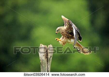 Picture - "Red Kite (Milvus milvus), adult, approaching perch, Eifel, Germany, Europe". Fotosearch