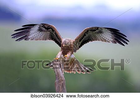 "Red Kite (Milvus milvus), adult, approaching perch, Eifel, Germany, Europe" View Large Photo Image Picture - "Red Kite (Milvus milvus), adult, approaching perch, Eifel, Germany, Europe". Fotosearch