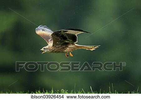 "Red Kite (Milvus milvus), adult, flying, calling, Eifel, Germany, Europe" View Large Photo Image Picture - "Red Kite (Milvus milvus), adult, flying, calling, Eifel, Germany, Europe". Fotosearch