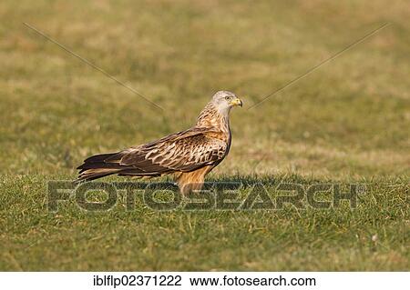 Stock Image - "Red Kite (Milvus milvus), adult, standing on ground, Gigrin Farm, Powys, Wales, United Kingdom, Europe". Fotosearch