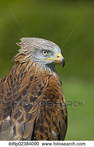 Stock Image - "Red Kite (Milvus milvus), adult, close-up of head, captive, England, United Kingdom, Europe". Fotosearch