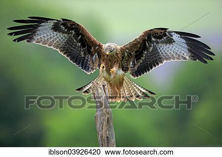 "Red Kite (Milvus milvus), adult, approaching perch, Eifel, Germany, Europe" View Large Photo Image Stock Image - "Red Kite (Milvus milvus), adult, approaching perch, Eifel, Germany, Europe". Fotosearch