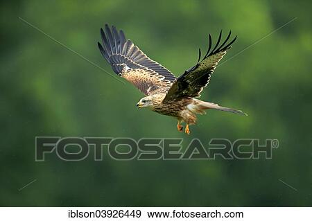 "Red Kite (Milvus milvus), adult, flying, calling, Eifel, Germany, Europe" View Large Photo Image Stock Photo - "Red Kite (Milvus milvus), adult, flying, calling, Eifel, Germany, Europe". Fotosearch