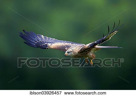 "Red Kite (Milvus milvus), adult, flying, Eifel, Germany, Europe" View Large Photo Image Stock Photo - "Red Kite (Milvus milvus), adult, flying, Eifel, Germany, Europe". Fotosearch
