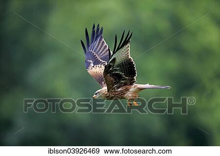"Red Kite (Milvus milvus), adult, flying, Eifel, Germany, Europe" View Large Photo Image Stock Photo - "Red Kite (Milvus milvus), adult, flying, Eifel, Germany, Europe". Fotosearch