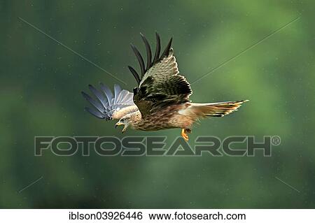 "Red Kite (Milvus milvus), adult, flying, calling, Eifel, Germany, Europe" View Large Photo Image Stock Photograph - "Red Kite (Milvus milvus), adult, flying, calling, Eifel, Germany, Europe". Fotosearch