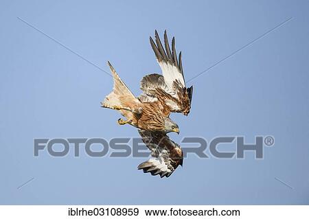 "Red Kite (Milvus milvus) diving from the sky for prey, Feldberg Lake District, Mecklenburgische Seenplatte, Mecklenburg-Western Pomerania, Germany, Europe" View Large Photo Image Stock Photo - "Red Kite (Milvus milvus) diving from the sky for prey, Feldberg Lake District, Mecklenburgische Seenplatte, Mecklenburg-Western Pomerania, Germany, Europe". Fotosearch