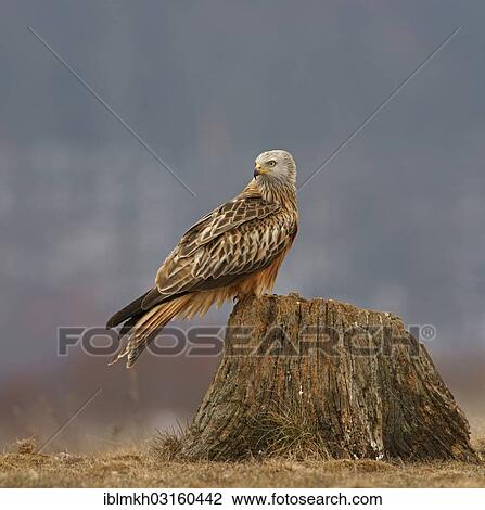 Stock Image - "Red Kite (Milvus milvus), Feldberg Lake District, Feldberg - Mecklenburg, Mecklenburg-Western Pomerania, Germany, Europe". Fotosearch