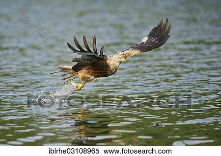 "Red Kite (Milvus milvus) has captured a fish, in flight, Feldberg Lake District, Mecklenburgische Seenplatte, Mecklenburg-Western Pomerania, Germany, Europe" View Large Photo Image Stock Photography - "Red Kite (Milvus milvus) has captured a fish, in flight, Feldberg Lake District, Mecklenburgische Seenplatte, Mecklenburg-Western Pomerania, Germany, Europe". Fotosearch