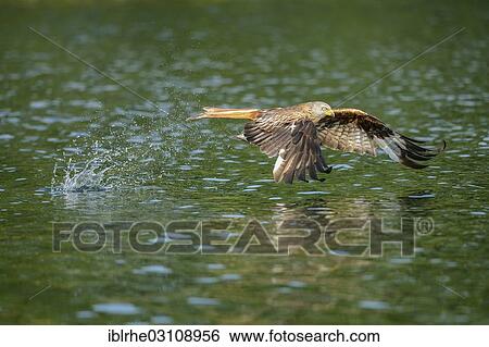 "Red Kite (Milvus milvus) has caught a fish, in flight, Feldberg Lake District, Mecklenburgische Seenplatte, Mecklenburg-Western Pomerania, Germany, Europe" View Large Photo Image Stock Photograph - "Red Kite (Milvus milvus) has caught a fish, in flight, Feldberg Lake District, Mecklenburgische Seenplatte, Mecklenburg-Western Pomerania, Germany, Europe". Fotosearch