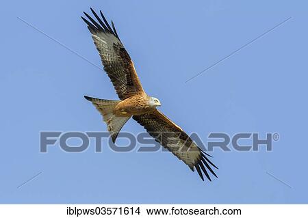 "Red Kite (Milvus milvus), in flight, Rhayader, Wales, United Kingdom, Europe" View Large Photo Image Picture - "Red Kite (Milvus milvus), in flight, Rhayader, Wales, United Kingdom, Europe". Fotosearch