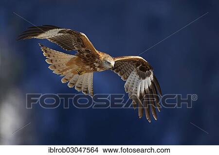 "Red Kite (Milvus milvus) in flight, Pyrenees, Aragon, Spain, Europe" View Large Photo Image Picture - "Red Kite (Milvus milvus) in flight, Pyrenees, Aragon, Spain, Europe". Fotosearch