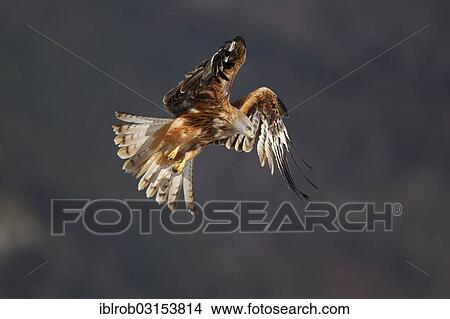 "Red Kite (Milvus milvus) in flight, Pyrenees, Aragon, Spain, Europe" View Large Photo Image Picture - "Red Kite (Milvus milvus) in flight, Pyrenees, Aragon, Spain, Europe". Fotosearch