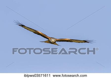 "Red Kite (Milvus milvus), in flight, Rhayader, Wales, United Kingdom, Europe" View Large Photo Image Stock Image - "Red Kite (Milvus milvus), in flight, Rhayader, Wales, United Kingdom, Europe". Fotosearch