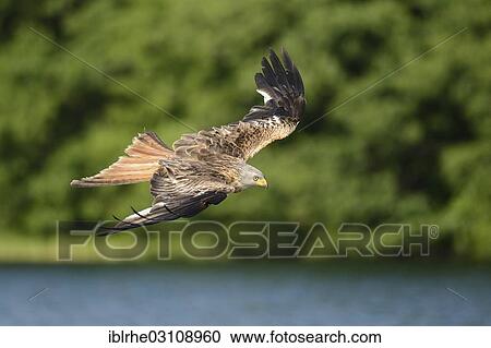 Stock Image - "Red Kite (Milvus milvus) in flight, Feldberg Lake District, Mecklenburgische Seenplatte, Mecklenburg-Western Pomerania, Germany, Europe". Fotosearch